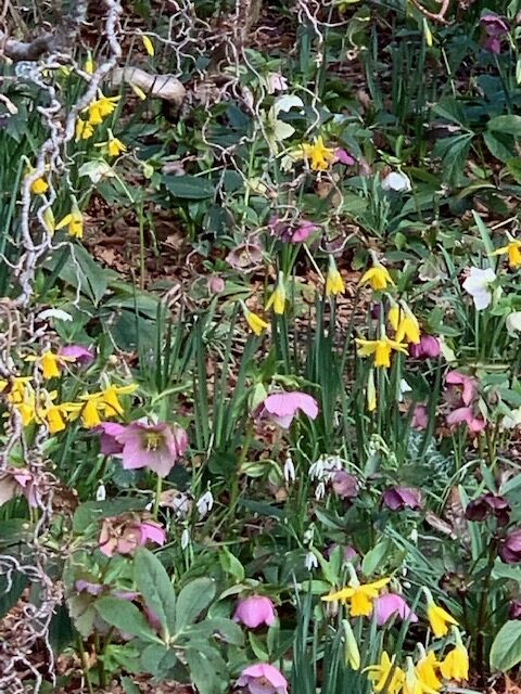 Anglesey Abbey - Crocus and Daffodils