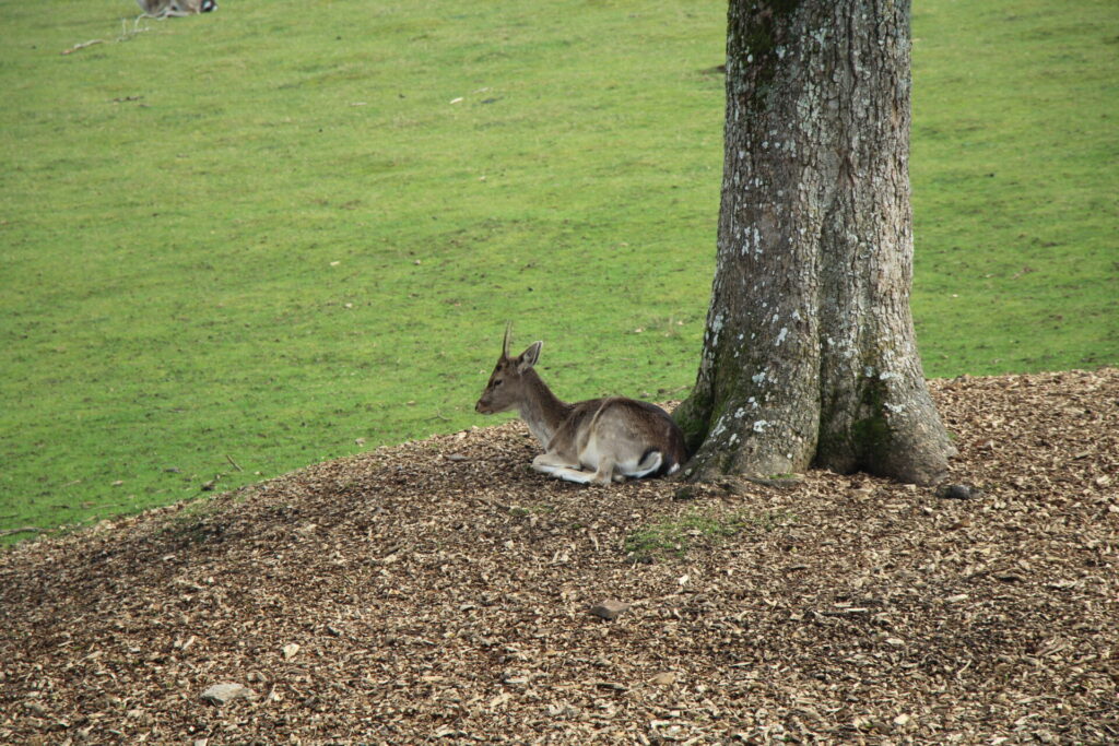 Knole Park - Deer
