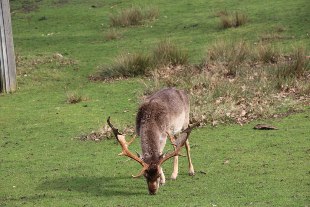 Knole Park - Deer