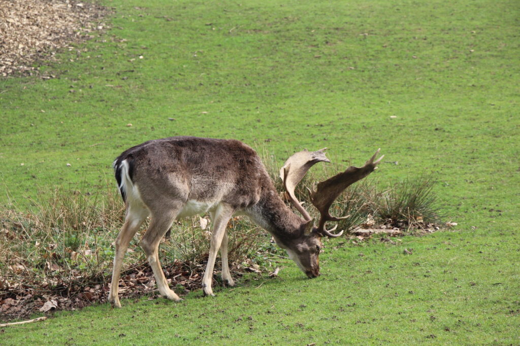 Knole Park - Deer