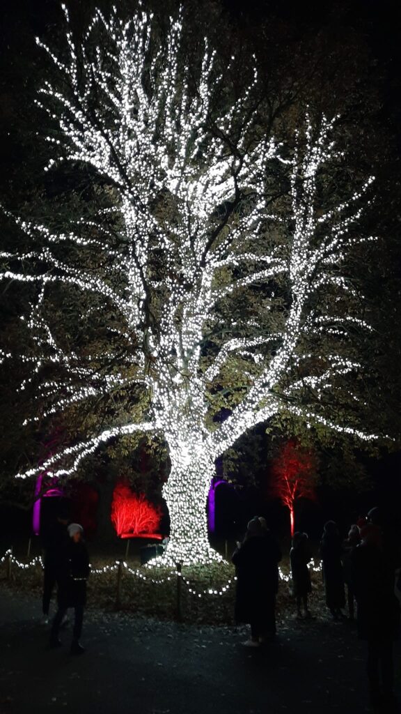 Kew Gardens - Christmas lights