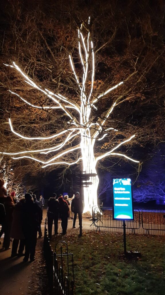 Kew Gardens - Christmas lights