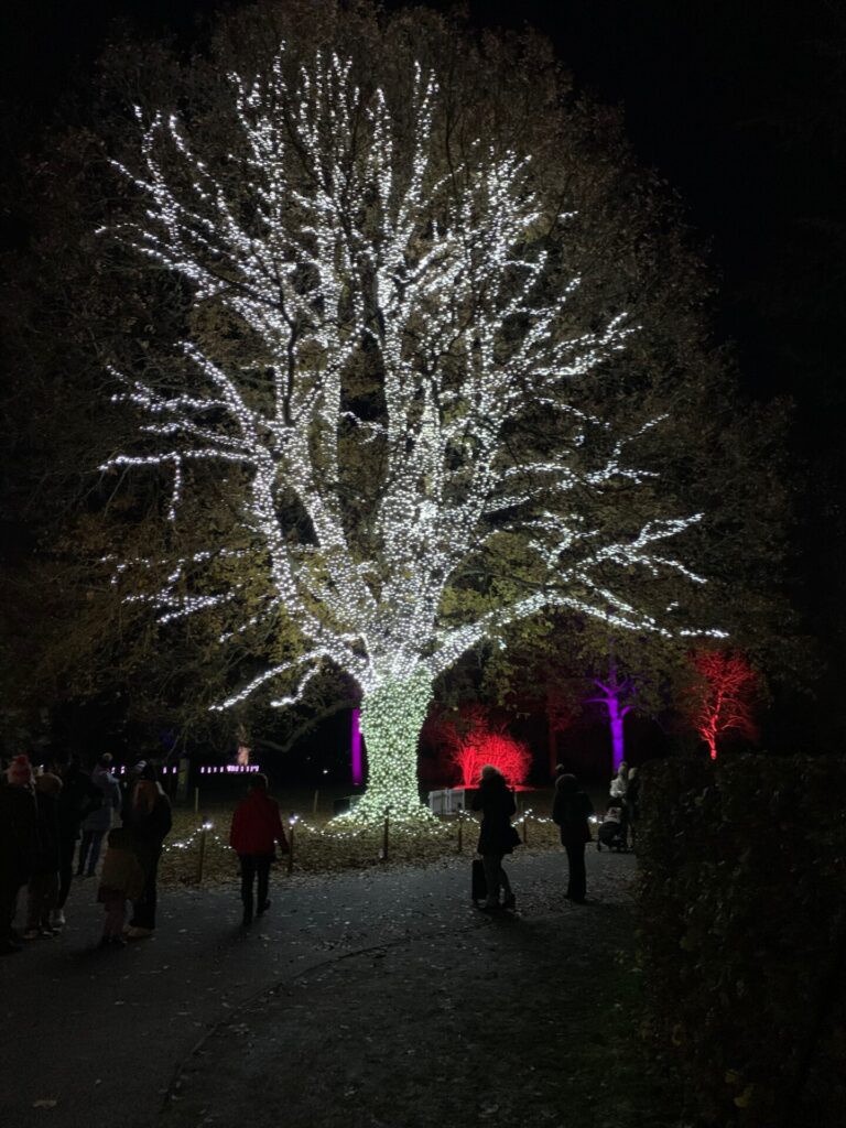 Kew Gardens - Christmas lights