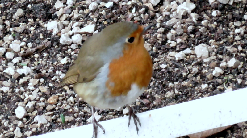 Pollesdon Lacey at Christmas - Robin